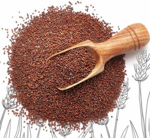 Indian Ragi Millet