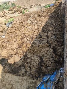 Raw Cow Dung