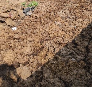 Raw Cow Dung