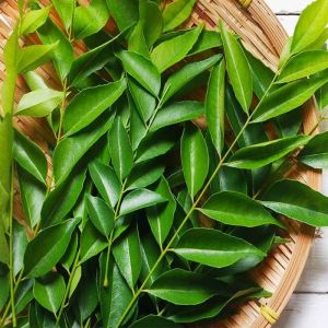 Fresh Curry Leaves