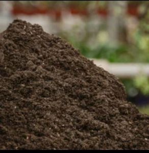 Cow Dung Powder