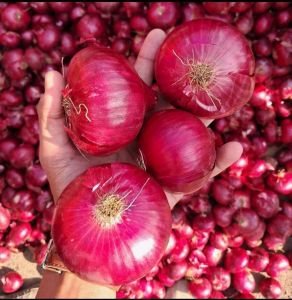 Fresh Red Onion