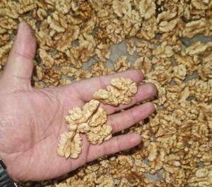A Grade Kashmiri Walnut Kernels