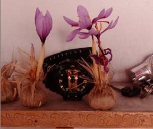 Natural Kashmiri Saffron Bulb