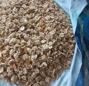 Organic Kashmiri Walnut Kernels