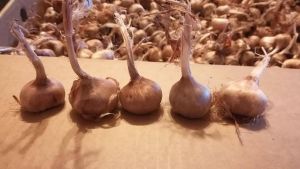 Premium Kashmiri Saffron Bulbs
