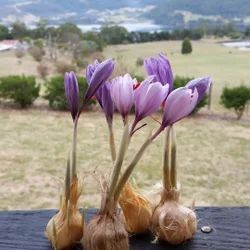 Premium Kashmiri Saffron Bulbs