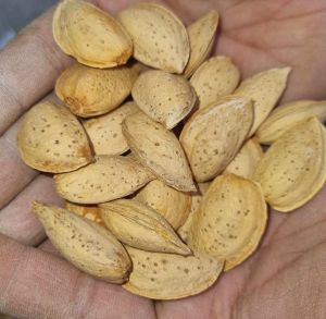 Shelled Almond Nuts