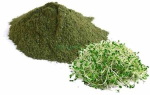 Alfalfa Leaf Powder