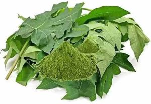 Dehydrated Papaya Leaves Powder