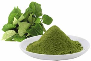 Green Centella Asiatica Plant Powder