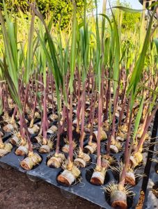 Natural Sugarcane Plant