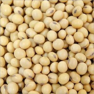 Whole Natural Soybean Seeds