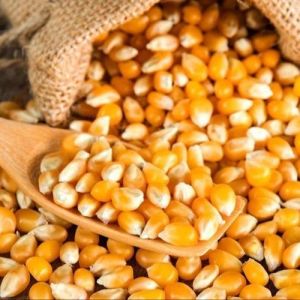 Dried Maize Seeds