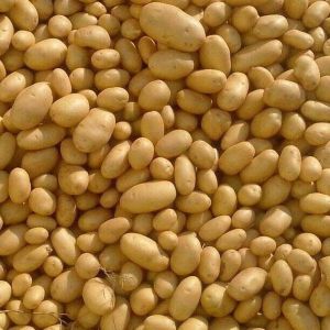 Fresh Badshah Potato