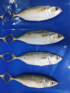 Fresh Pink Perch Fish