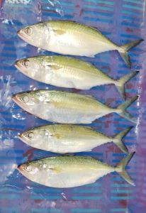 Fresh Pink Perch Fish