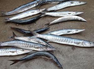 Fresh Pink Perch Fish