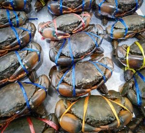 Fresh Mud Crab