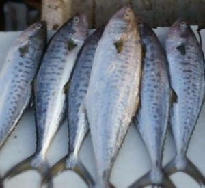 Fresh Surmai Fish