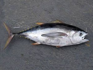 Fresh Tuna Fish