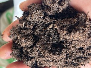 Dry Cow Dung