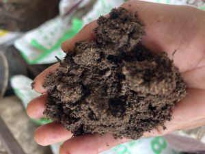 Dry Cow Dung