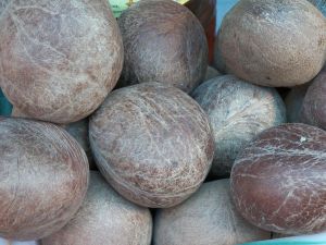 Brown Dried Whole Coconut
