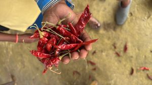 Dry Red Chilli
