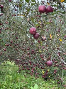 Organic Fresh Shimla Apple