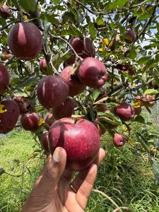 Fresh Apple