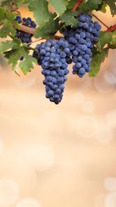 Fresh Seedless Black Grapes