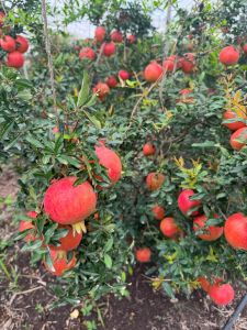 Fresh Pomegranate