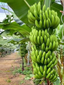 Green Banana