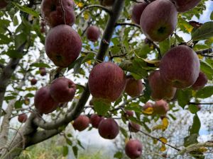 Organic Fresh Shimla Apple