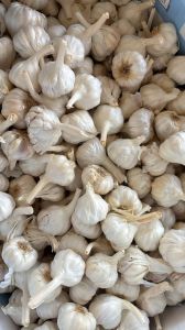 Organic Garlic