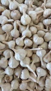 Organic Garlic