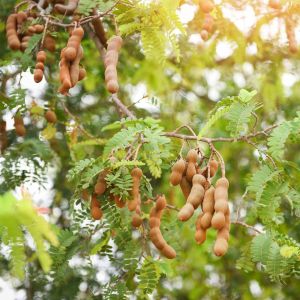 Seedless Dry Tamarind