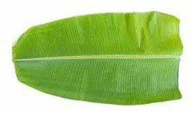 Banana Leaf