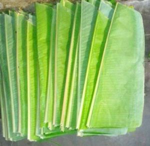 Banana Leaf