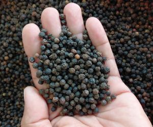 9 Mm Black Pepper Seeds