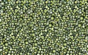 Organic Green Pepper Seeds