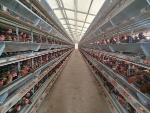 Layer Battery  Cages