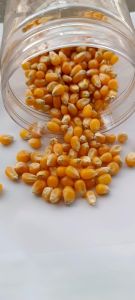 Popcorn Maize