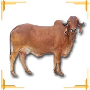 Live Gir Cow