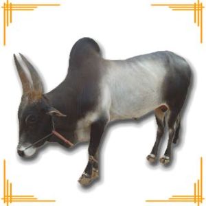 Live Kangayam Cow