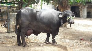 Live Jafarabadi Buffalo