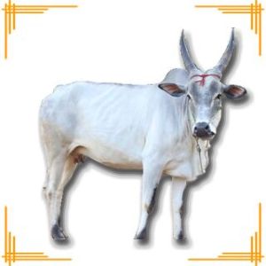 Live Kangayam Cow