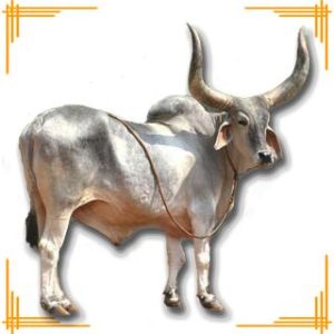 Live Kankrej Bull