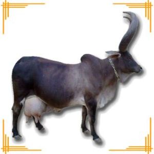 Live Kankrej Cow